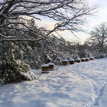 Landsted Antsu-jaani Tourism Farm *