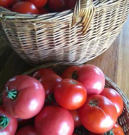 Antsu-jaani Tourism Farm Landsted *